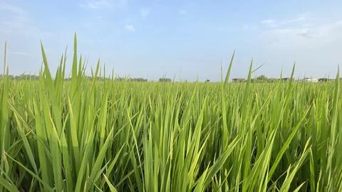 Beautiful green rice fields on a spring morning Stock Photos