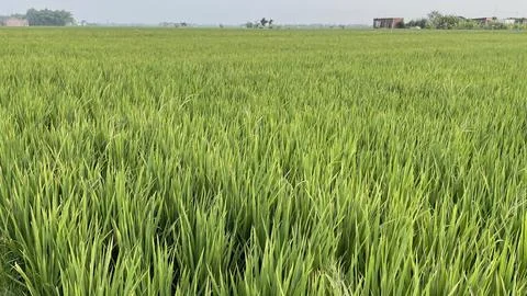 Beautiful green rice fields on a spring morning, farmer's path Stock Photos