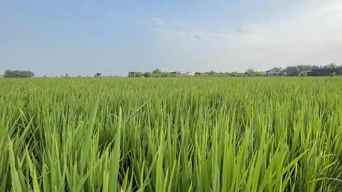 Beautiful green rice fields on a spring morning, farmer's path Stock Photos