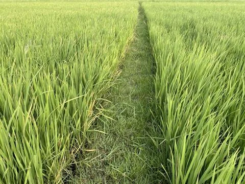Beautiful green rice fields on a spring morning, farmer's path Stock-Fotos