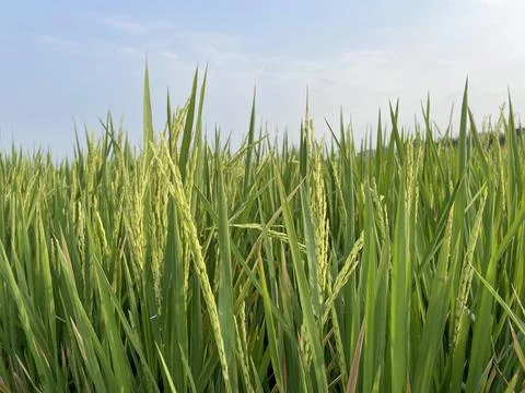 Beautiful green rice fields on a spring morning, farmer's path Foto stock