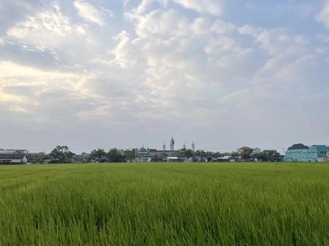 Beautiful green rice fields on a spring morning, farmer's path Stock Photos