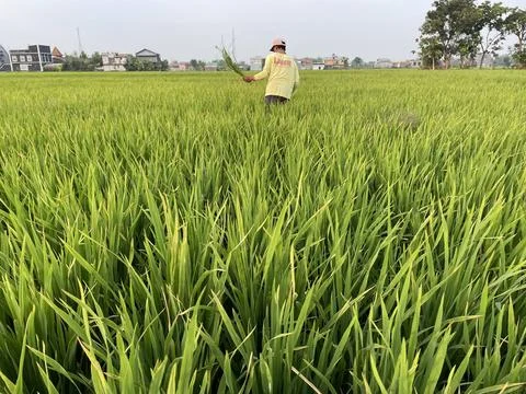 Beautiful green rice fields in spring morning Stock Photos