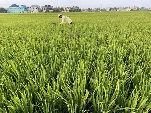 Beautiful green rice fields in spring morning Stock Photos