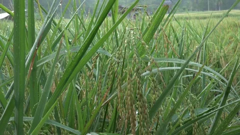 Beautiful Green Rice Paddy Fields in Rural Indonesia 動画素材 345397101