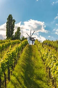 Beautiful green rows of grape plants in summer in Austria Stock Photos