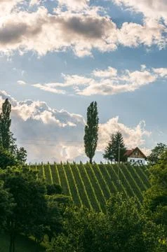 Beautiful green rows of grape plants in summer in Austria Stock Photos
