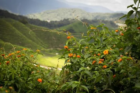 Beautiful green scenery landscape Stock Photos