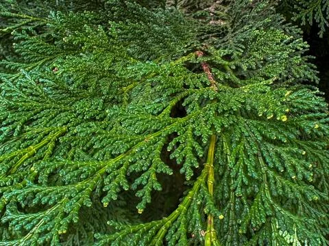 Beautiful green sheets of pine Stock Photos