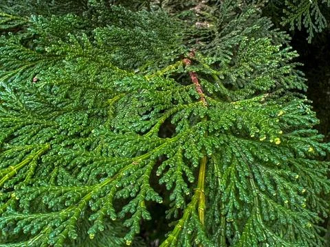 Beautiful green sheets of pine Stock Photos