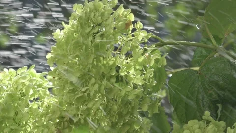 Beautiful green some type hydrangea blossoming   in garden with irrigation proce Stock Footage 260936393