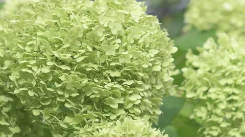 Beautiful green some type hydrangea blossoming   in garden. close up footage Stock Footage 261055001