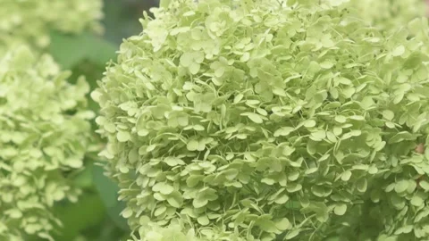 Beautiful green some type hydrangea blossoming   in garden. close up footage Stock Footage 261055493