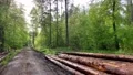 Beautiful green spring season forest pathway with wood piles stock footage 4k or 4k+ Resolution