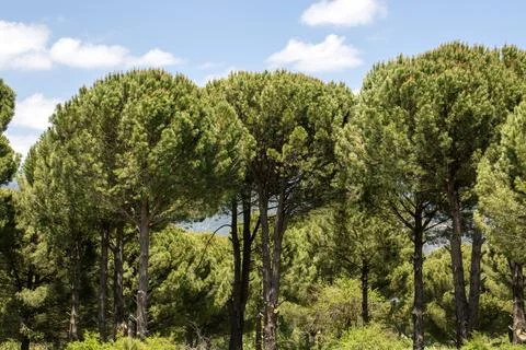 Beautiful green stone pine trees Pinus pinea growing in Kozak Plateau under.. Stock Photos