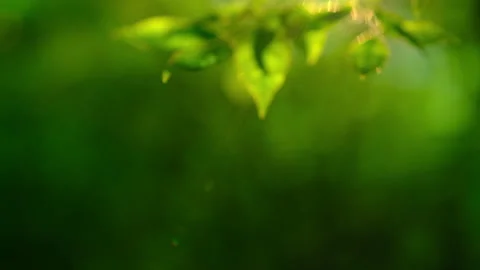 Beautiful green summer background, soft focus, tree branches. cinematic Stock Footage 284434069