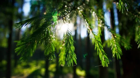 Beautiful green summer forest. the sun's rays break through the branches of Stock Footage