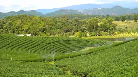 Beautiful green tea field at doi mea salong , Chiang rai , Thailand Stock Footage 73044161