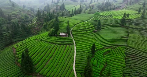 Beautiful green tea field in spring mountain at Sichuan China aerial nature land Stock Footage 222919335