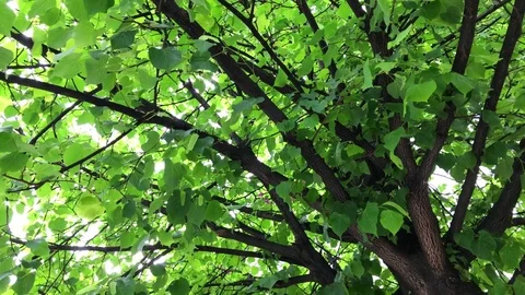 Beautiful green tree branches 動画素材 75607021
