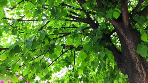 Beautiful green tree branches Stock Footage 75607026