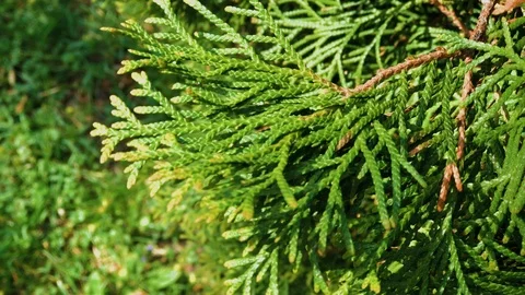 Beautiful green tree branches Thuja stock footage video. Vidéo 109276950