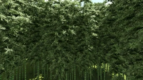 Beautiful Green Tree with Flower Stock Footage 338292874