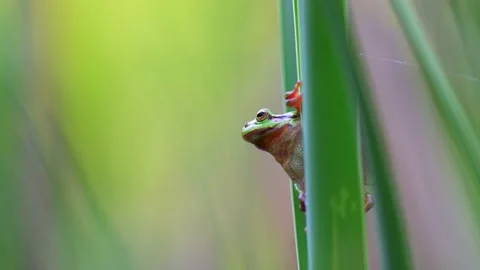 Beautiful green tree frog climbing on green plant in its natural habitat. Stock Footage 157006337