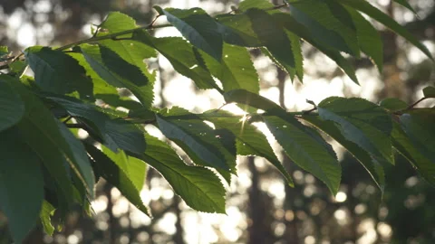 Beautiful Green Tree Leaves With Bright Sunlight Flare in Summer Forest Stock-Footage 339627097