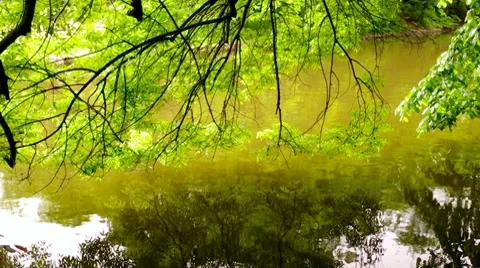 Beautiful green tree reflection in the lake water Stock Footage 8765084