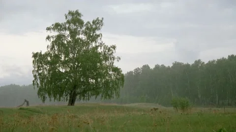 A beautiful green tree, standing alone in a field. Stock Footage