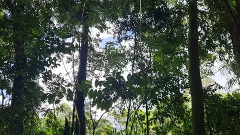 The beautiful green tree swaying in the wind Stock Footage 219713735