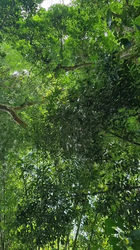 The beautiful green tree swaying in the wind Stock Footage 219716765