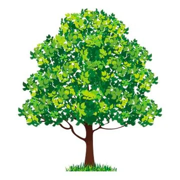 Beautiful green tree on a white background Stock Illustration