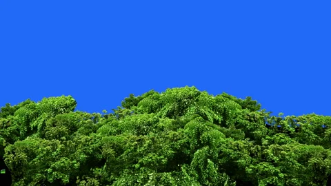 Beautiful Green trees blowing by the wind isolated. Stock Footage 94864177