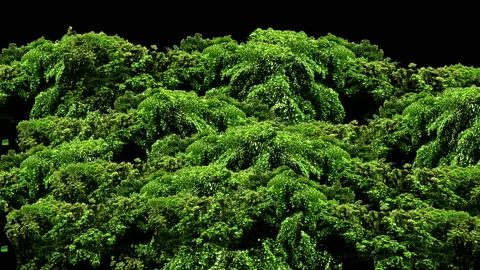 Beautiful Green trees blowing by the wind isolated. Stock Footage 94864634