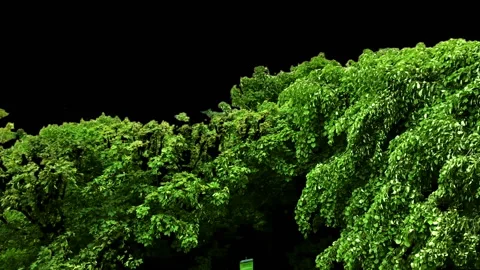 Beautiful Green trees blowing by the wind isolated. Stock Footage 94864789