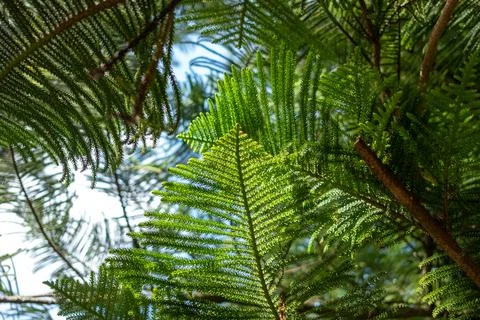 Beautiful green trees branches pattern texture abstract background Stock Photos