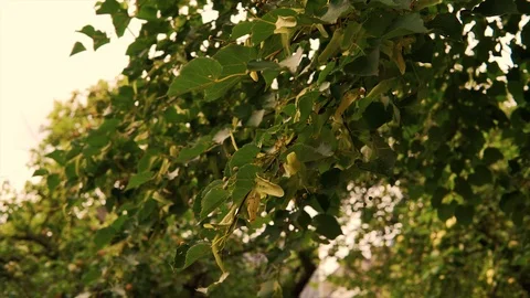 Beautiful Green Trees Stock Footage 106208535