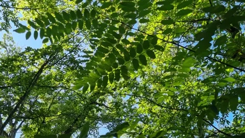 Beautiful green trees in a forest with sun shining between leaves, moving under Stock Footage 225687827