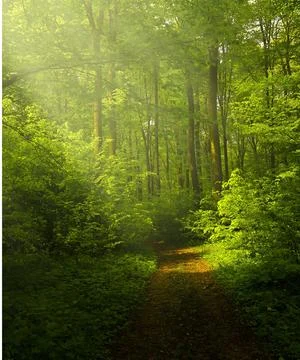 Beautiful Green trees Stock Photos