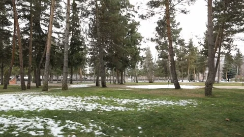 Beautiful green trees in a row 2 Video stock 327868389