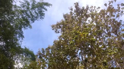Beautiful Green Trees Under Clear Blue Sky 库存影片 335061273