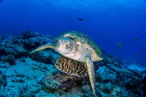 A beautiful green turtle in crystal clear blue water Stock Photos