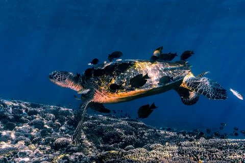 A beautiful green turtle getting cleaned at the cleaning station Stock Photos