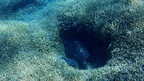A beautiful green turtle sleeping in a hole on the seabed by the corals - Stock Footage 130590597