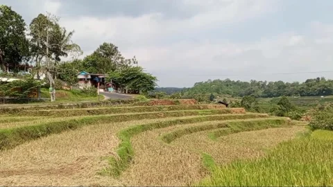 Beautiful green view landscape with some green plants Stock Footage 280685962