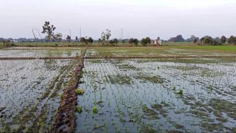Beautiful green view landscape with some green plants Stock Footage 280686066