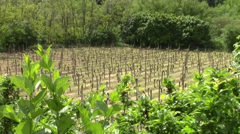 Beautiful green vineyard in the summer Video stock 60746214