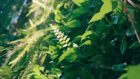 Beautiful green wall Stock Footage 163283001